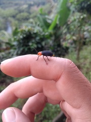 Cacoscelis nigripennis
