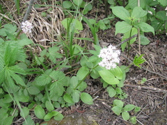 Valeriana simplicifolia