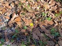 Hypoxis juncea