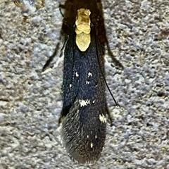 Chionodes phalacra