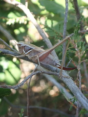 Sepiana sepium