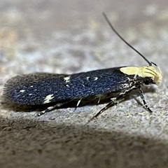Chionodes phalacra
