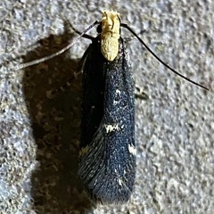Chionodes phalacra