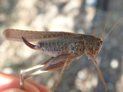 Platycleis intermedia