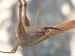 Platycleis intermedia