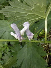 Aconitum moldavicum