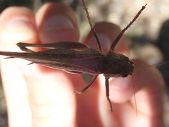 Platycleis intermedia