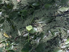 Hydrocleys nymphoides