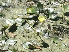 Hydrocleys nymphoides