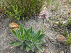 Echiostachys ecklonianus