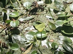 Hydrocleys nymphoides