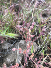 Polemonium micranthum