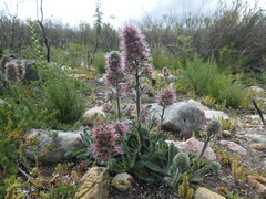 Echiostachys ecklonianus