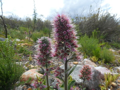 Echiostachys ecklonianus