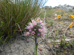 Echiostachys ecklonianus