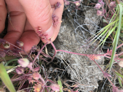 Polemonium micranthum