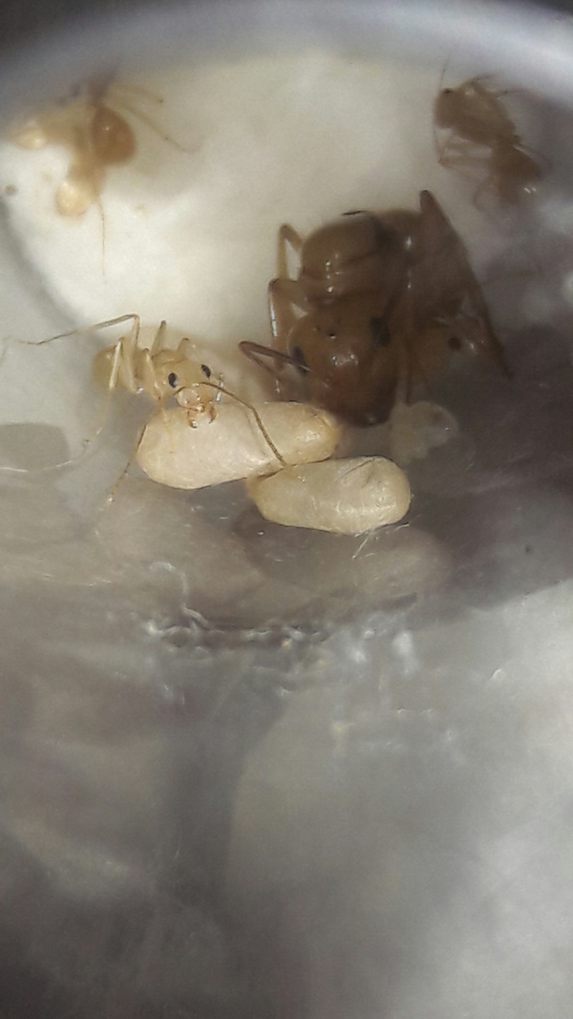 Camponotus fragilis