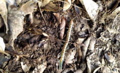 Scolopendra cingulata