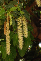 Phytolacca dioica