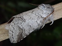 Neodrymonia acuminata