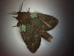 Syntypistis nachiensis