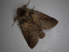 Disparia wilemani