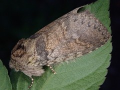 Disparia wilemani