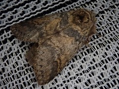 Disparia wilemani