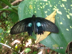 Parides eurimedes