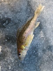 Gymnocephalus cernua