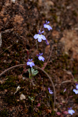 Lobelia trullifolia