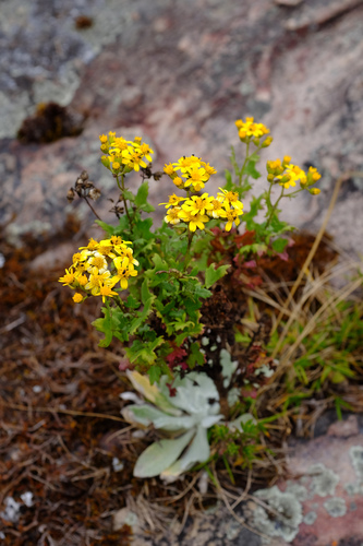 Cineraria deltoidea image