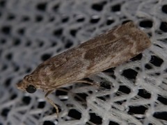 Glyptoteles leucacrinella
