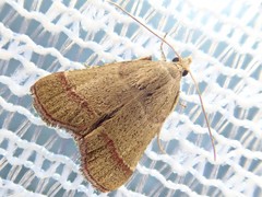 Tegulifera faviusalis