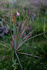 Dierama longistylum