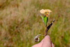 Commelina elgonensis