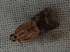 Acrobasis bellulella