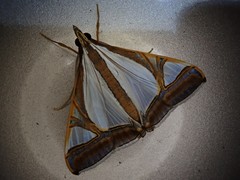 Agrioglypta eurytusalis