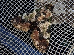 Termioptycha eucarta