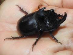 Trichogomphus mongol