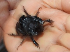 Trichogomphus mongol