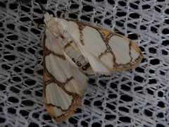 Cirrhochrista kosemponialis