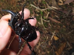 Trichogomphus mongol