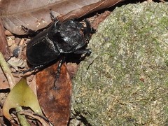 Trichogomphus mongol