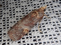 Nephopterix proximalis