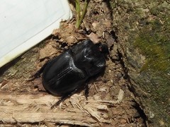 Trichogomphus mongol