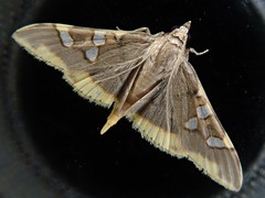 Prophantis adusta
