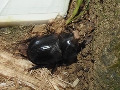 Trichogomphus mongol