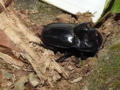 Trichogomphus mongol