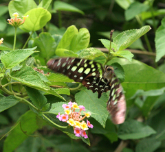 Graphium agamemnon agamemnon